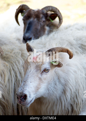 schwarze und weiße Schafe in einer Herde in Nijverdal, Overijssel, Niederlande Stockfoto