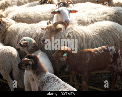 Herde der Schafe mit Lämmern in Nijverdal, Overijssel, Niederlande Stockfoto