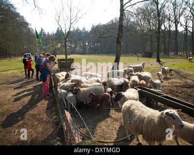 Herde von Schafen mit Menschen auf der Suche und Aufnahme von Bildern in Nijverdal, Overijssel, Niederlande Stockfoto