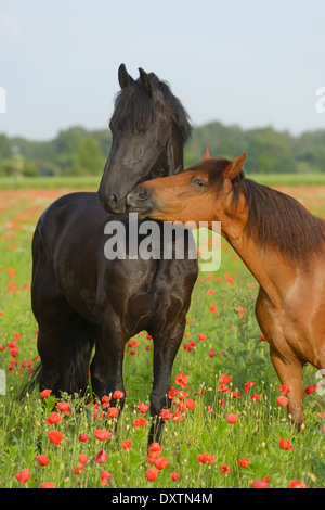 Friesische und Paso Fino Pferde stehen in einem Mohnfeld Stockfoto