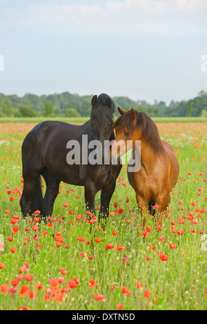 Friesische und Paso Fino Pferde stehen in einem Mohnfeld Stockfoto