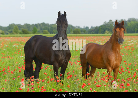 Friesische und Paso Fino Pferde stehen in einem Mohnfeld Stockfoto