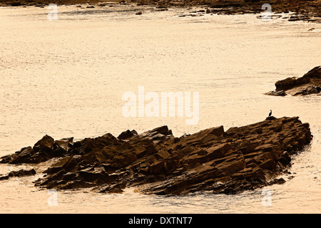 Mittelmeer Shag (Phalacrocorax Aristotelis Desmarestii) auf einem Felsenmeer in der Morgendämmerung Stockfoto