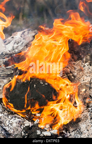 Feuer Flammen um brennenden Baum-Protokoll Stockfoto