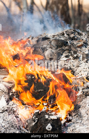 Feuer Flammen um brennenden Baum-Protokoll Stockfoto