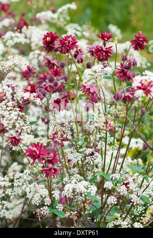 Mehrjährige Pflanze Kombination mit Anthriscus Sylvestris 'Ravenswing' mit Aquilegia Vulgaris var. Stellata "Ruby Port" Stockfoto