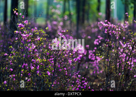 Rhododendron Dauricum blühen in natürlicher Umgebung auf Olchon, Baikalsee, Sibirien, Russland Stockfoto