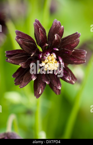 Nahaufnahme von Aquilegia Vulgaris var. Stellata 'Black Barlow' Omas Motorhaube. Staude, Mai, Frühling. Dunklen Wein rot/braun Blume Stockfoto