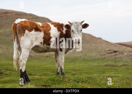 Gefleckte Kuh auf der Wiese auf der Insel Olchon, Baikalsee, Sibirien, Russland Stockfoto