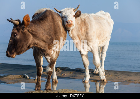 Zwei Kühe (eine helle und eine dunkle) stehen am Ufer und Schwarm Mücken, Insel Olchon, Baikalsee, Sibirien, Russland Stockfoto