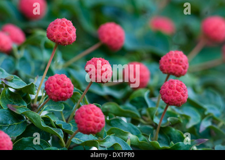 Cornus Kousa var. Chinensis, chinesischer Hartriegel. Baum, August, Ende Sommer. Porträt, rote Beeren. Stockfoto