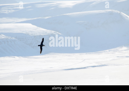 Nördlichen Fulmar fliegen über Meereis in einer Bucht mit Bergen im Hintergrund. Stockfoto