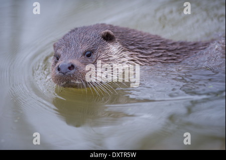 Europäischen Fischotter (Lutra Lutra) Stockfoto