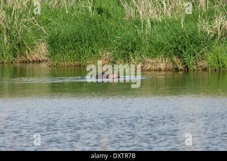 Biber in einer Wiese, Teich, Pipestone National Monument, Minnesota. Digitale Fotografie Stockfoto