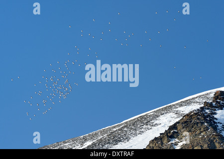Gruppe von Little Auk überfliegen Berg auf Spitzbergen. Stockfoto