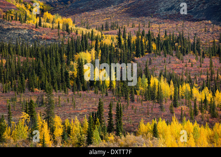 Herbstfärbung Farbsäume der Dempster Highway, Yukon Territorien, Kanada Stockfoto