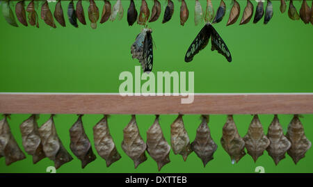 London, UK. 31. März 2014.  Schmetterlinge sind im Natural History Museum, sensationelle Schmetterlinge Themenausstellungen zu starten fotografiert. Stockfoto