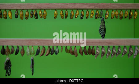 London, UK. 31. März 2014.  Schmetterlinge sind im Natural History Museum, sensationelle Schmetterlinge Themenausstellungen zu starten fotografiert. Stockfoto