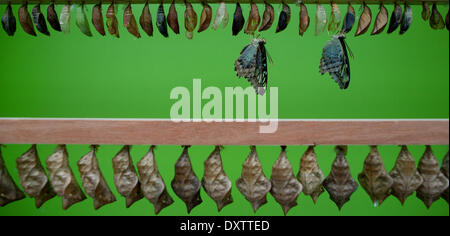 London, UK. 31. März 2014.  Schmetterlinge sind im Natural History Museum, sensationelle Schmetterlinge Themenausstellungen zu starten fotografiert. Stockfoto