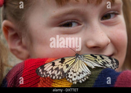 London, UK. 31. März 2014.  Kinder spielen mit Schmetterlingen im Natural History Museum, sensationelle Schmetterlinge Ausstellung zu starten Stockfoto