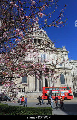 St. Pauls Cathedral im Frühjahr, mit roten Busse fahren Vergangenheit in London, England, UK Stockfoto