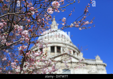 Frühling Zeit rosa Blume Blüte vor St. Pauls Kathedrale, in der City von London, England, UK Stockfoto