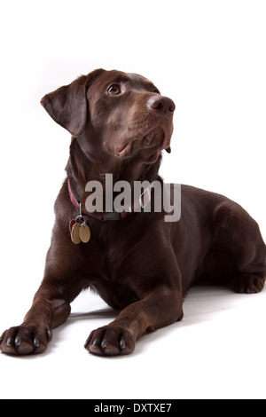 Chocolate Labrador Retriever Welpe isoliert auf weißem Hintergrund Stockfoto