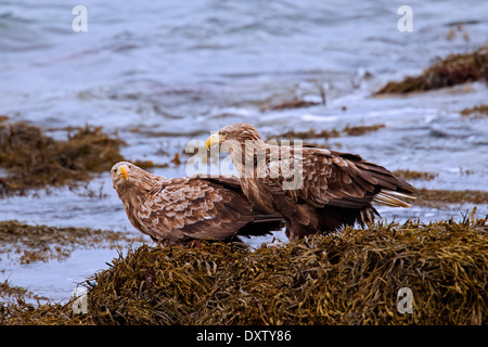 Seeadler / Sea Eagles / Erne (Haliaeetus Horste) paar ruht auf Felsen bedeckt in Algen an der Küste entlang Stockfoto