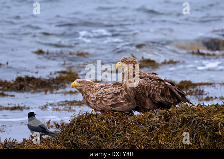 Mit Kapuze Krähe (Corvus Cornix) und Seeadler / Sea Eagles / Erne (Haliaeetus Horste) paar ruht auf Felsen entlang der Küste Stockfoto