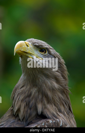 Seeadler / Sea Eagle / Erne (Haliaeetus Horste) Nahaufnahme von Vogel Stockfoto