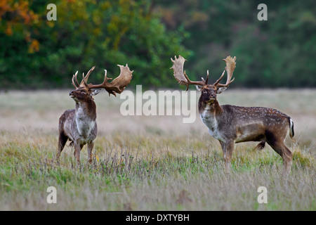 Zwei Damhirsch (Dama Dama) Böcke Einschätzung einander vor dem Kampf während der Brunftzeit im Herbst Stockfoto