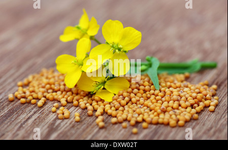 Senf-Blüten mit Samen auf Holzuntergrund Stockfoto
