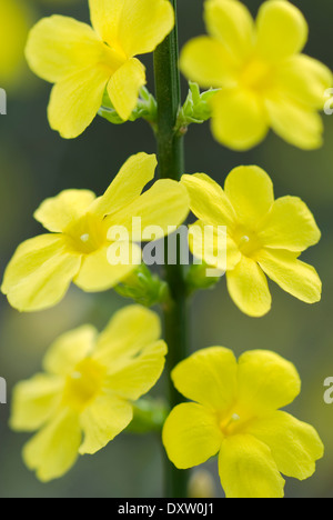Nahaufnahme von Jasminum Nudiflorum, Winter-Jasmin. Strauch, Februar. Leuchtend gelben Blüten. Stockfoto