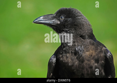Gemeinsame oder nördlichen Raven (Corvus Corax) closeup Stockfoto