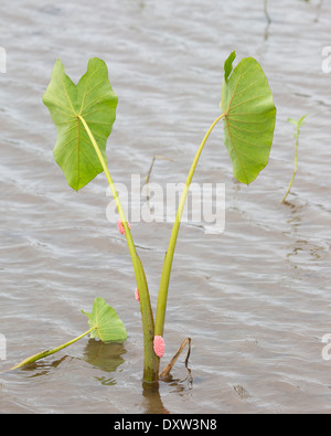 Schneckeneier aus goldenem Apfel (Pomacea canaliculata) auf Taropflanze (Colocasia esculenta) im Teich Stockfoto