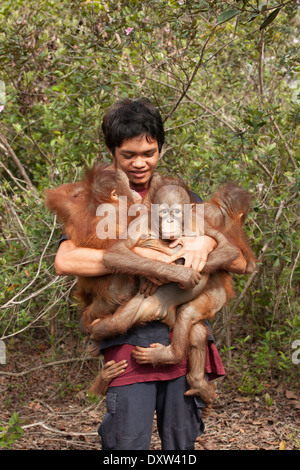Hausmeister, der mehrere zwei Jahre alte verwaiste Orang-Utans im Regenwald zum Spielen und Erleben bei sich hat, um sich auf die Freilassung in die Wildnis auf Borneo vorzubereiten Stockfoto