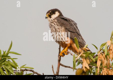 Eurasian Hobby ruhen und Überwachung im Laub von einem Mandelbaum in der Nähe seines Nestes, Spanien Stockfoto