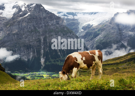 Kuh Fütterung in Grindelwald, Berner Alp Region, Schweiz Stockfoto