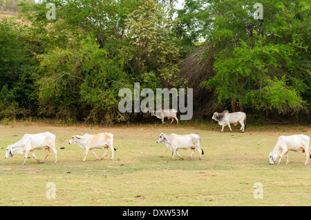 Eine Gruppe von Kühen auf einem trockenen ariden Gebiet Stockfoto
