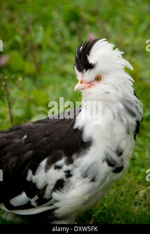 Kanada, Nova Scotia, Louisbourg. Die Festung Louisbourg National Historic Site. Französische Festung aus dem 18. Jahrhundert rekonstruiert. Stockfoto