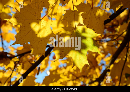 Goldene Blätter im Park des Sieges Stockfoto