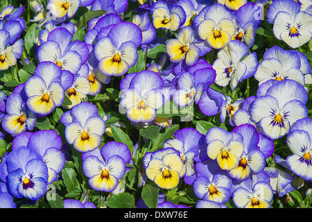 Blauen und gelben Stiefmütterchen Blumen wachsen im Blumenbeet Stockfoto