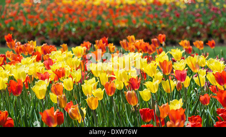 Bunte Blumenbeet mit leuchtend gelbe und rote Tulpen blühen im Frühling Stockfoto