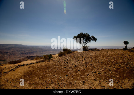 Äthiopische staubige Landschaft sieht Großbaum Vista Sonnenhimmel Stockfoto