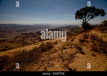 Äthiopische staubige Landschaft sieht Großbaum Vista Sonnenhimmel Stockfoto