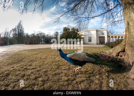 Pfau und den königlichen Palast auf dem Wasser (Palac Na Wodzie) am Royal Lazienki-Park (Park Lazienkowski), Warschau, Polen Stockfoto