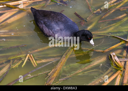 Amerikanisches Blässhuhn an der Vogelbeobachtung und Nature Center in Port Aransas, Texas. Stockfoto