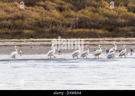 Amerikanische weiße Pelikane und amerikanische Säbelschnäbler am sandigen Strand von Port Aransas, Texas. Stockfoto