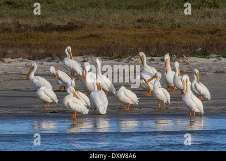 Reflexionen der amerikanischen weiße Pelikane am Strand in Port Aransas Bay, Port Aransas, Texas waten. Stockfoto