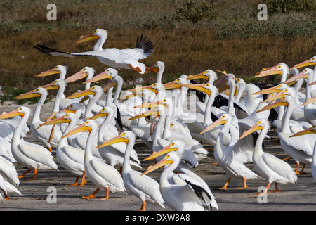 Geschwader der amerikanischen weißen Pelikane am Strand in Port Aransas Bay, Port Aransas, Texas. Stockfoto